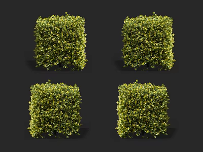 Four Square Shaped Green Shrubs Neatly Trimmed For Garden Decoration 3d model