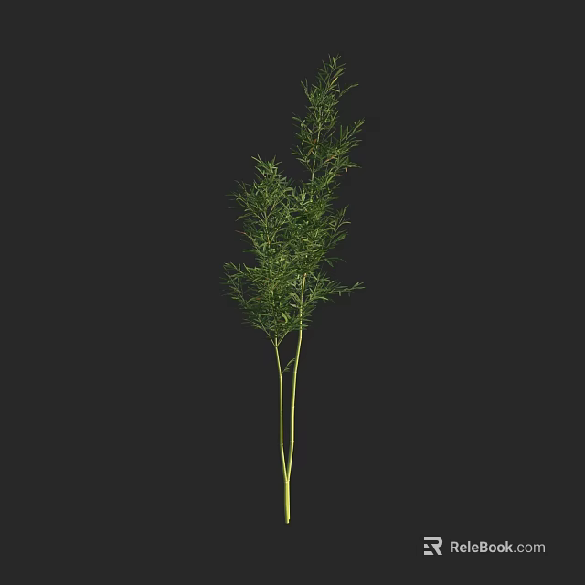 Tall Bamboo Plant With Green Leaves And Slender Stems In Natural Environment 3d model 