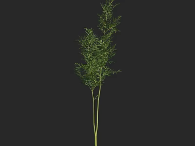 Tall Bamboo Plant With Green Leaves And Slender Stems In Natural Environment 3d model