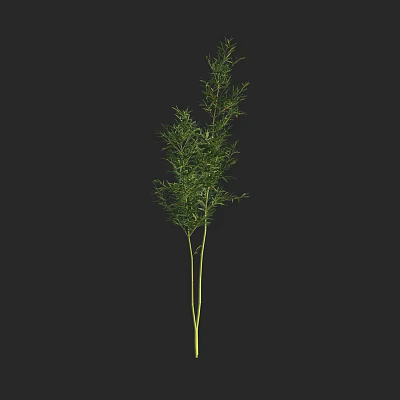 Tall Bamboo Plant With Green Leaves And Slender Stems In Natural Environment 3d model
