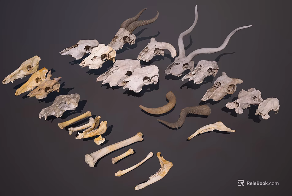 Medical Equipment Anatomical Teaching Models With Animal Skulls And Bones 3d model 