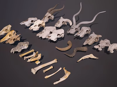 Medical Equipment Anatomical Teaching Models With Animal Skulls And Bones 3d model
