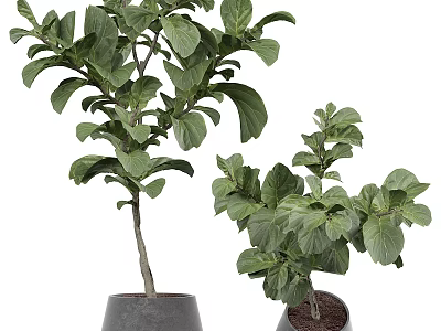 Lush Green Leaf Bonsai Potted Plants in Gray Ceramic Pots for Home Decor 3d model