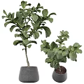 Lush Green Leaf Bonsai Potted Plants in Gray Ceramic Pots for Home Decor
