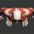 Red Colored Human Muscle Organ 3D Model Showing Detailed Anatomical Structure