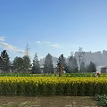 Farmhouse Swing Door In Yellow Flower Field With Trees And Blue Sky
