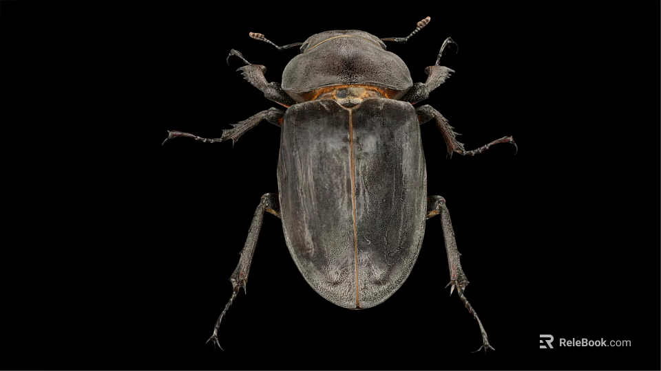 Macro View of Dark Beetle with Hard Exoskeleton and Leg Structure on Black Background 3d model 