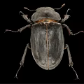 Macro View of Dark Beetle with Hard Exoskeleton and Leg Structure on Black Background