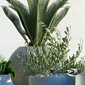 Various Types of Green Potted Plants in Modern Gray Ceramic Pots for Home Decor