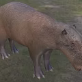 Mohs Founding Father Capybara Monisi Mouse Nissi Animal 3d model