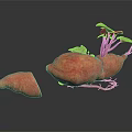 Whole Sweet Potatoes With Green Leaves Roots And Sliced Piece On Dark Background