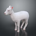 Realistic White Baby Lamb With Pink Ears Standing On Dark Reflective Surface 3d model