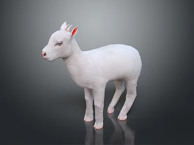 Realistic White Baby Lamb With Pink Ears Standing On Dark Reflective Surface 3d model