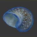 Natural Organ and Hair Like Features on Brown Spiral Snail Shell