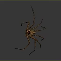 Brown Spider With Long Legs Isolated On Gray Background Detailed View