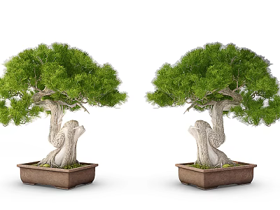 Two Bonsai Trees with Green Foliage and Curved Trunks in Brown Planters 3d model