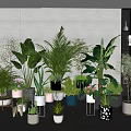 Diverse Indoor Potted Plants With Stylish Planters and Green Leafy Arrangement
