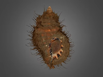 Decorative Shell Ornament Set With Natural Texture And Brown Exterior For Home 3d model