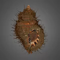 Decorative Shell Ornament Set With Natural Texture And Brown Exterior For Home