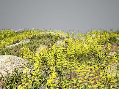 Yellow Flowers Growing Among Rocks And Green Plants Under Gray Sky 3d model