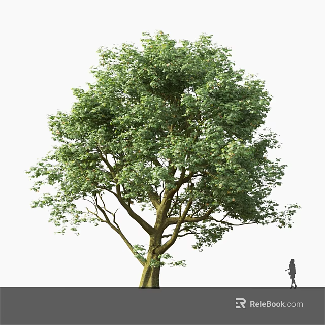 Tall Arbor With Lush Green Foliage Thick Trunk And Person Standing Nearby 3d model 