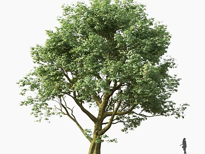 Tall Arbor With Lush Green Foliage Thick Trunk And Person Standing Nearby 3d model