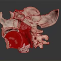 Human Skeleton Anatomical Model With Red Spinal Structure And Bone Details