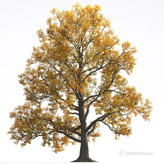 Tall Deciduous Arbor With Yellow Autumn Leaves And Lush Branches 3d model 