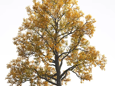 Tall Deciduous Arbor With Yellow Autumn Leaves And Lush Branches 3d model