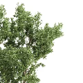 Lush Green Arbor With Abundant Foliage And Strong Trunk In Natural Environment