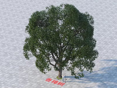 Single Camphor Arbor With Lush Green Foliage Growing On Paved Ground 3d model