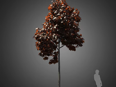 Tall Tree With Red Brown Leaves And Slender Trunk In Landscape Design 3d model