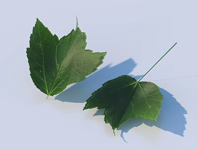 Two Green Leaves With Fresh Texture Visible Leaf Veins And Natural Shadows On Light Background 3d model