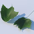 Two Green Leaves With Fresh Texture Visible Leaf Veins And Natural Shadows On Light Background