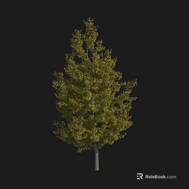 Deciduous Arbor With Yellow Leaves Dense Foliage And Straight Trunk Isolated On Black 3d model 
