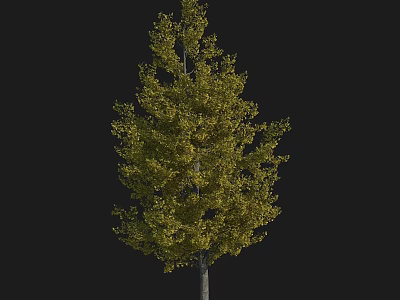 Deciduous Arbor With Yellow Leaves Dense Foliage And Straight Trunk Isolated On Black 3d model