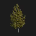 Deciduous Arbor With Yellow Leaves Dense Foliage And Straight Trunk Isolated On Black