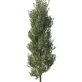 Green Tree Adjacent To Stylish Storage Locker In Outdoor Setting