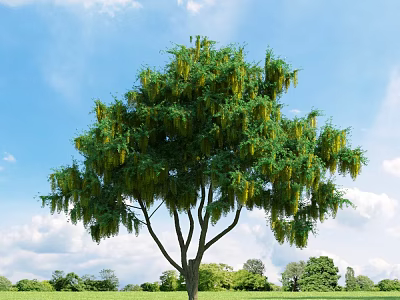Tall Arbor Tree With Lush Green Foliage And Yellow Hanging Blooms Under Blue Sky 3d model