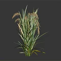 Green Reed Plant with Green Yellow Striped Leaves Brown Spikes Against Dark Background and Reflection
