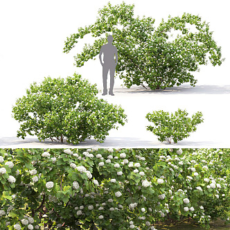 Modern shrub green plant shrub hedge combination plant shrub outdoor flower bed shrub greening combination low shrub hedge combination 3d model