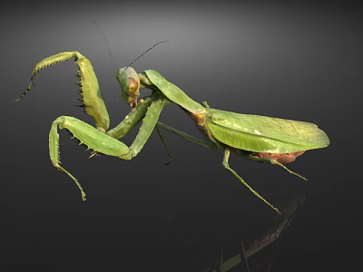 Green Praying Mantis with Extended Forelegs and Open Wings on Dark Background with Reflection 3d model