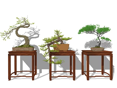 Traditional Bonsai Plants On Wooden Stands With Curved Branches And Green Leaves 3d model