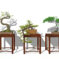 Traditional Bonsai Plants On Wooden Stands With Curved Branches And Green Leaves