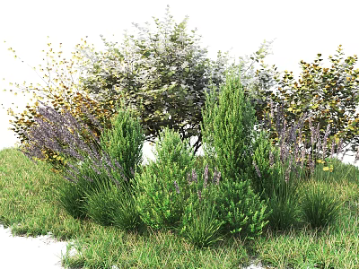 Various Green and Purple Flowering Shrubs in Lush Grass Garden Setting 3d model