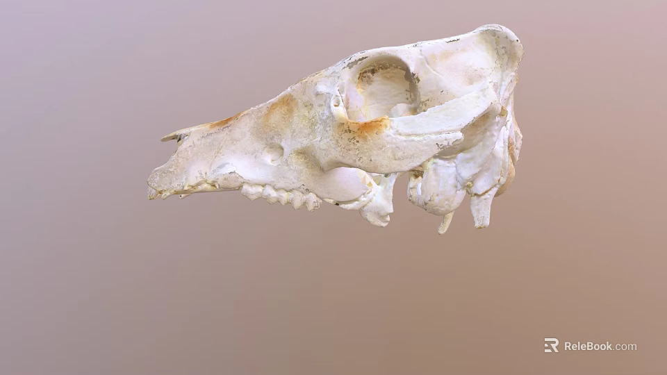 Detailed Animal Skull With White Bone Structure And Brown Fossil Marks 3d model 