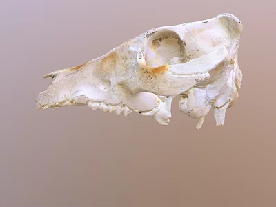 Detailed Animal Skull With White Bone Structure And Brown Fossil Marks 3d model