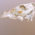 Detailed Animal Skull With White Bone Structure And Brown Fossil Marks
