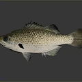 Brownish Spotted Fish With Scales Fins Large Eyes And Reflective Surface On Gray Background