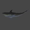 Gray Shark With Open Mouth And Sharp Teeth In Blue Background 3d model